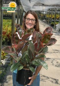 ficus elastica ruby