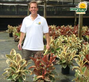 ficus elastica tineke ruby rubber plant