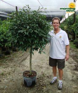 ficus exotica tree