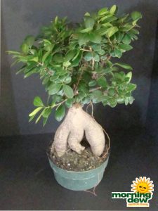ficus ginger