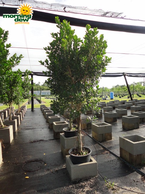 ficus green island tree
