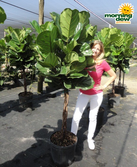 ficus lyrata braid tree fiddleleaf fig