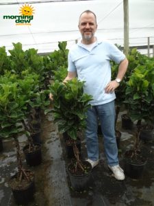 ficus lyrata braid little fiddle