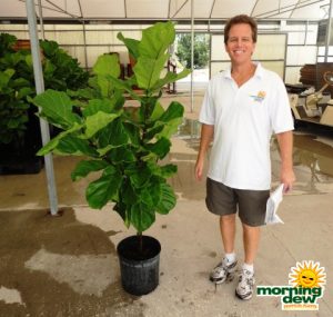 ficus lyrata tree fiddleleaf fig