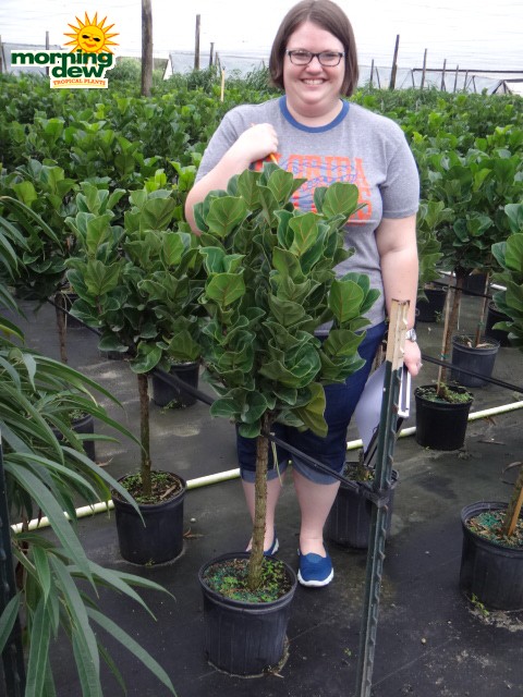 ficus lyrata little fiddle tree