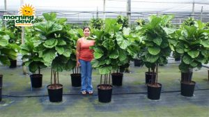 ficus lyrata tree multi fiddleleaf fig