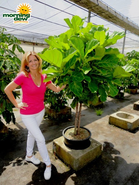 ficus lyrata tree multi