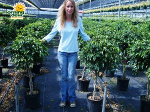 ficus midnight braid tree