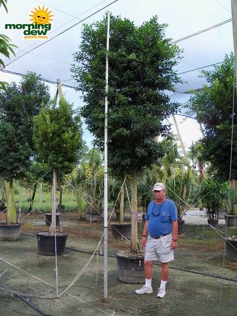 ficus nitida tree