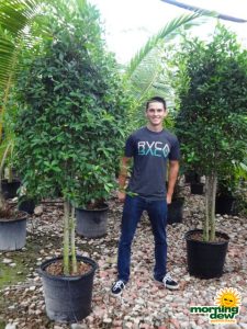 ficus nitida tree multi