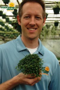 ficus repens quercifolia