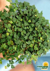 ficus repens quercifolia