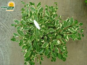 ficus starlite Hanging Basket