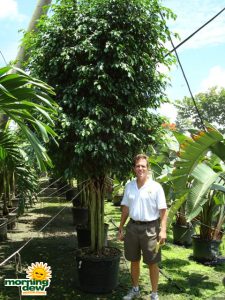 ficus wintergreen multi tree