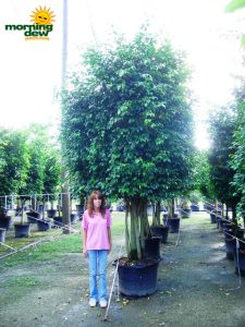 ficus wintergreen multi