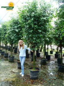 ficus wintergreen tree