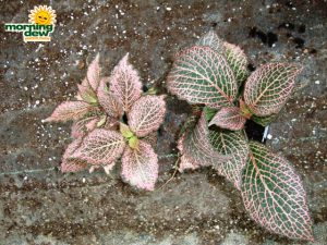 fittonia pink