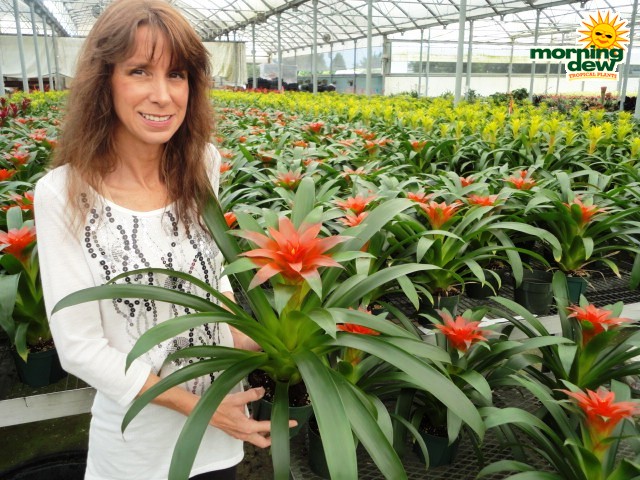 bromeliad guzmania calypso