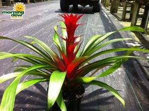 bromeliad guzmania claret
