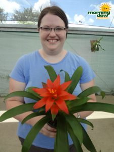 bromeliad guzmania class