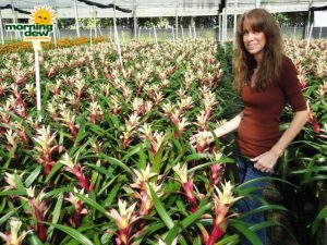 bromeliad guzmania deborah