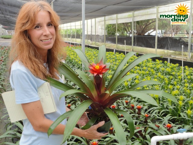 bromeliad guzmania discovery