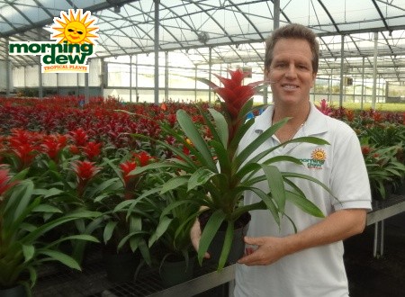 bromeliad guzmania flame