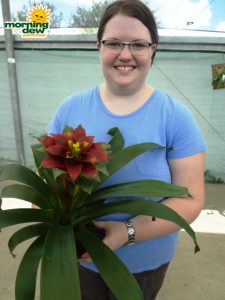 bromeliad guzmania gasparilla