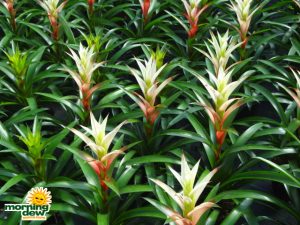 bromeliad guzmania kay