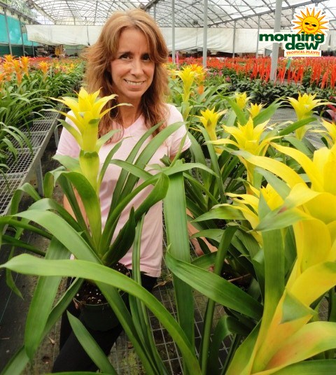 bromeliad guzmania lemonade