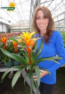 bromeliad guzmania lisa