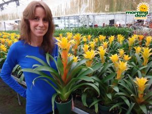 bromeliad guzmania marjan