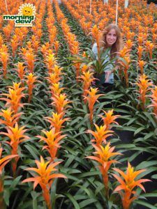 guzmania michiel bromeliad