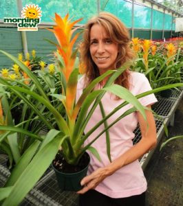 bromeliad guzmania orangeade