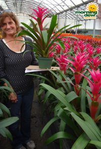 bromeliad guzmania passion