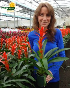 bromeliad guzmania rana