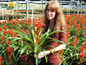 bromeliad guzmania rana