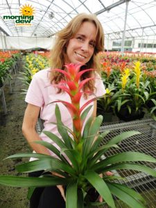 bromeliad guzmania santana