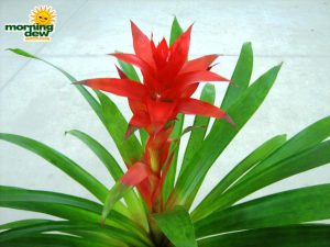 bromeliad guzmania scarlet