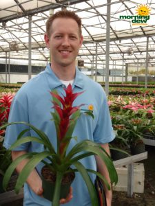 bromeliad guzmania switch