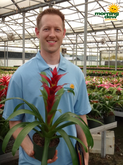 bromeliad guzmania switch