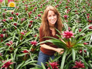 bromeliad guzmania violet queen