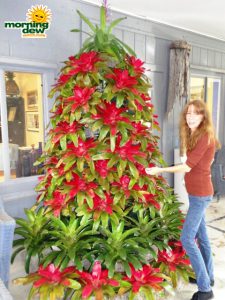 happy holidays from morning dew