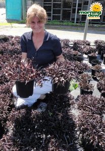 hemigraphis waffle plant