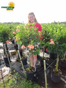 hibiscus braid double