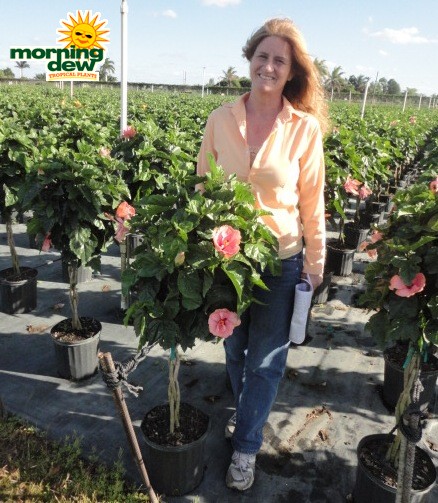 hibiscus braid double tree