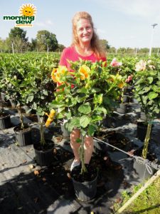 hibiscus braid gold joanne