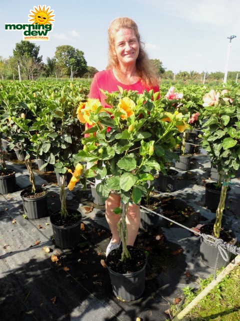 hibiscus braid gold joanne