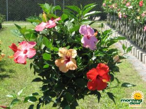 hibiscus braid multi color blooms