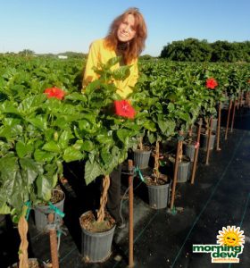 hibiscus braid red tree